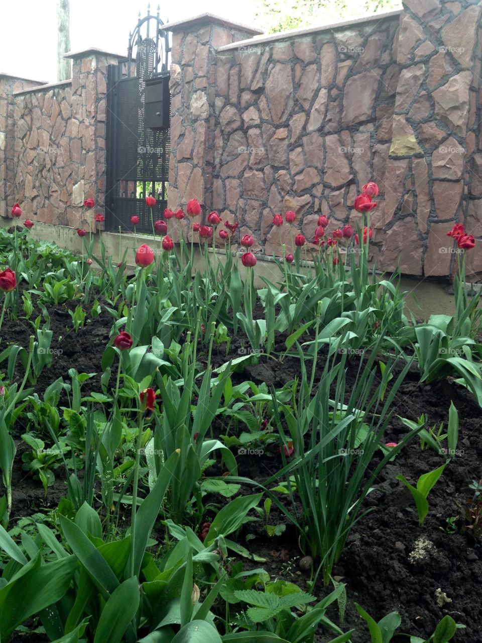 Tulips in the garden 