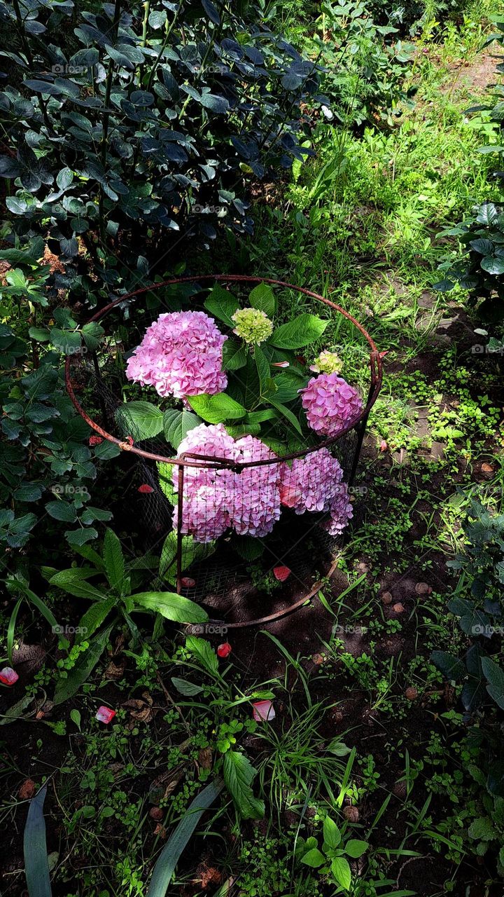 flowers hydrangea summer