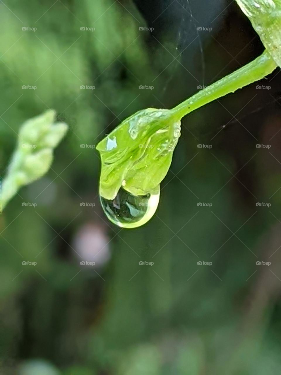 water drops on flower buds