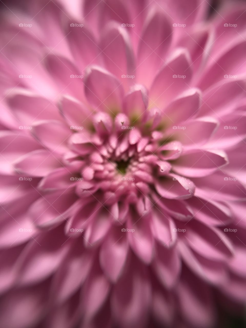 Flower symmetry 