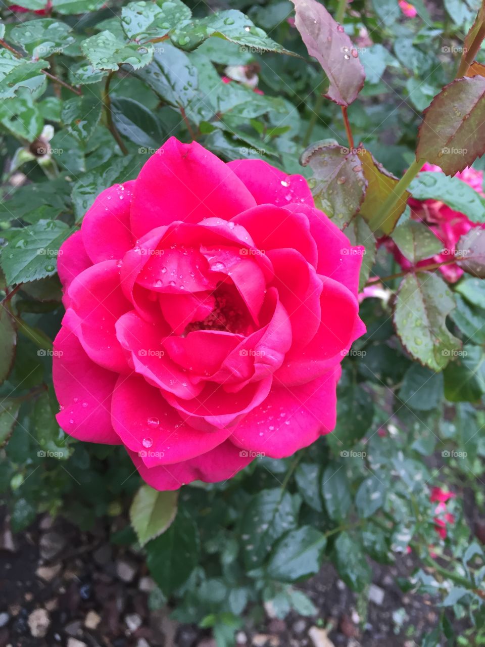 Dew kissed rose