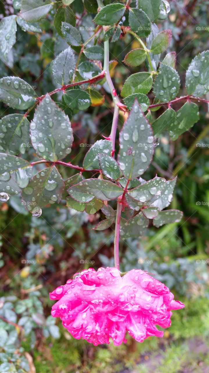 Miniature Rose in the rain. Weighed down by raindrops