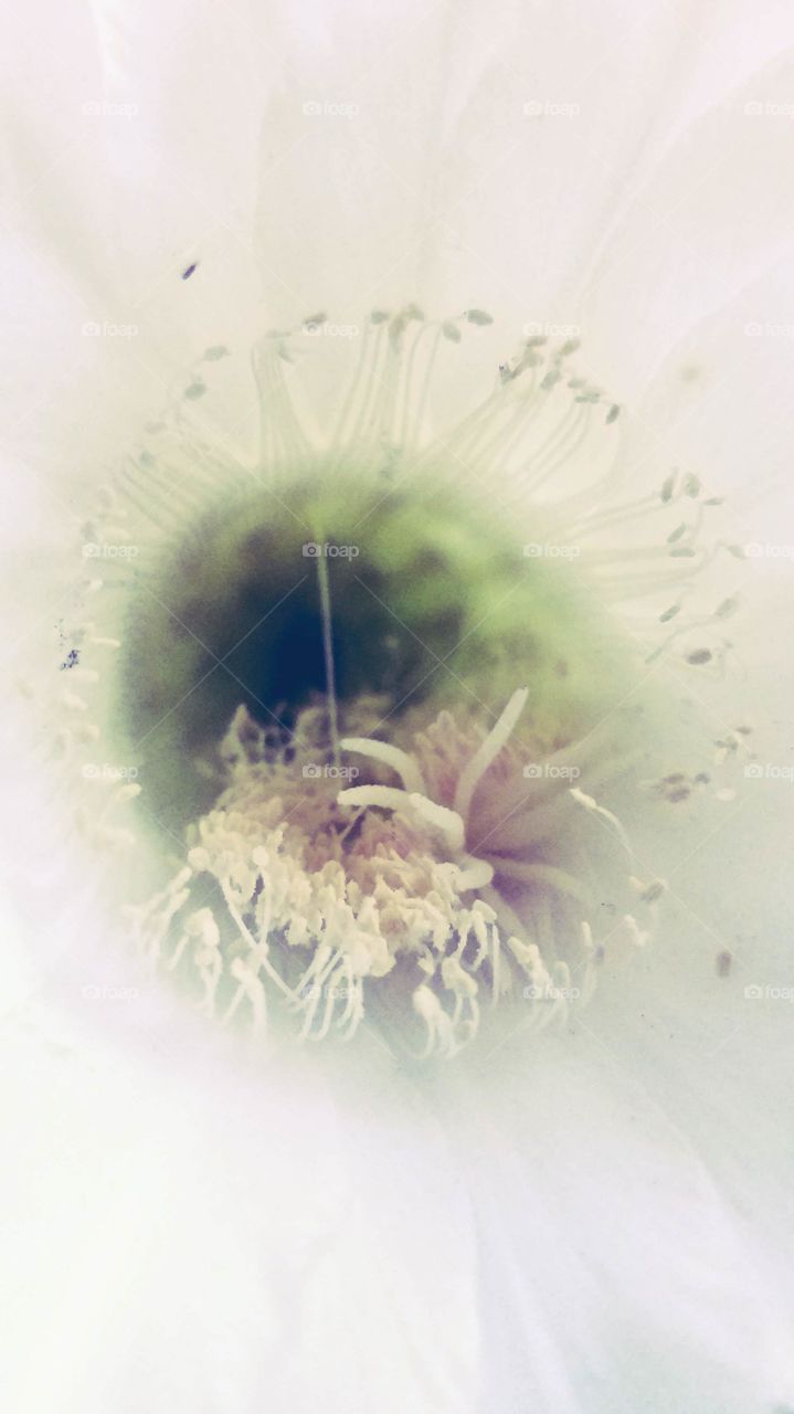 night blooming cactus flower