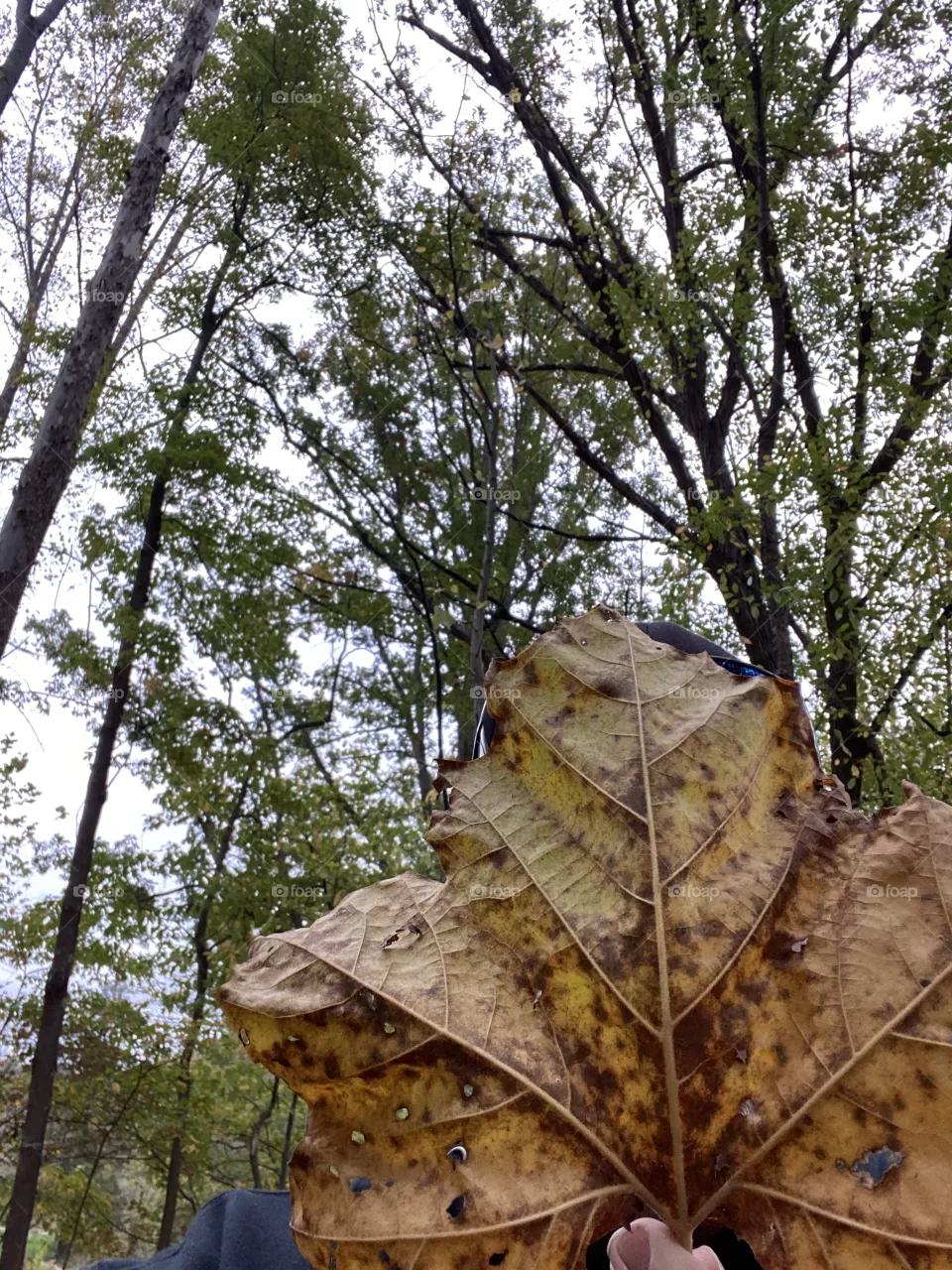 Fall fun 