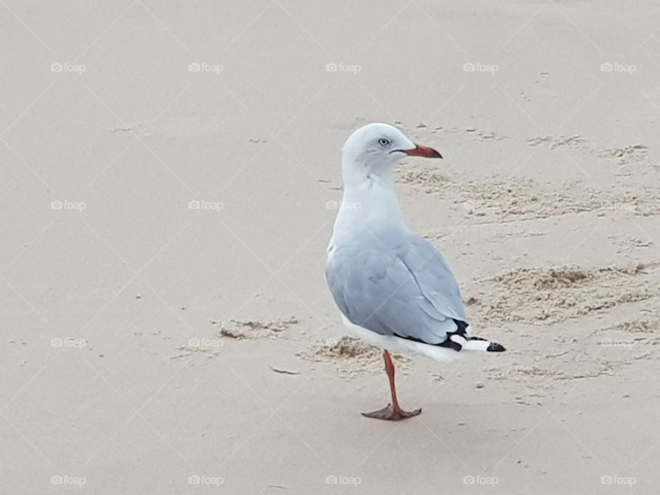 Segull standing on one foot waiting for a mate