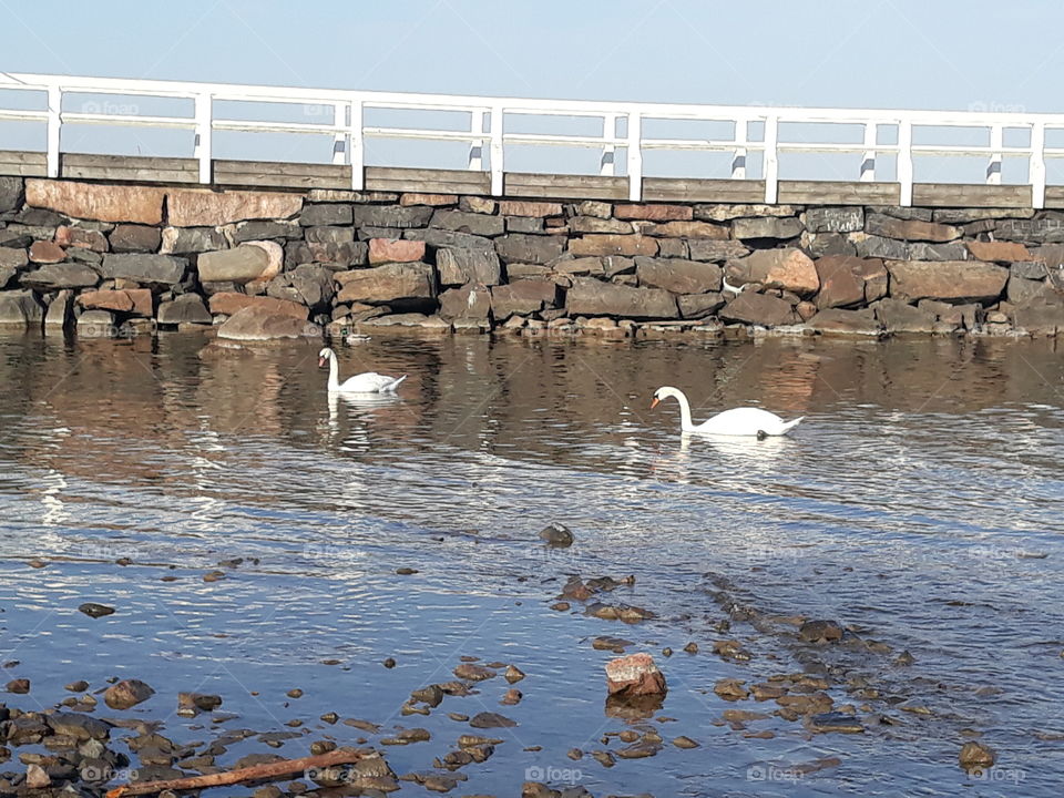 birds swans