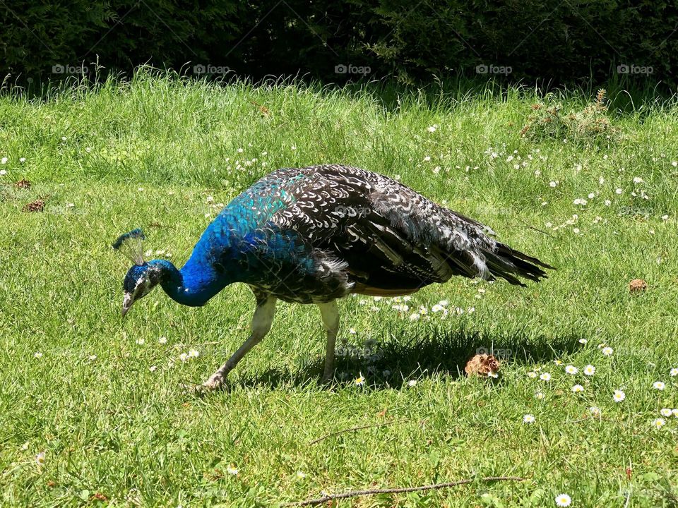 Peacock 