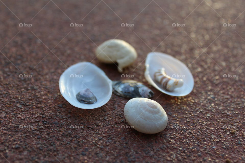 High angle view of seashells