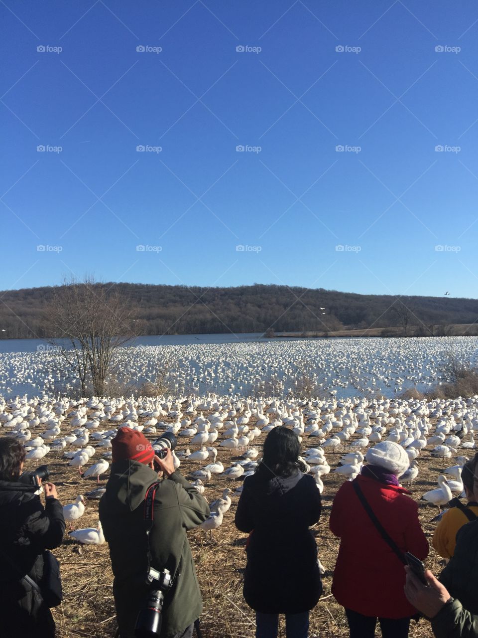 So many snow geese and people crazy trying to take pics and see what’s going on at the same time 