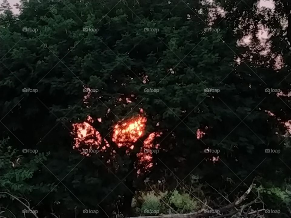 Sunset behind a tree 