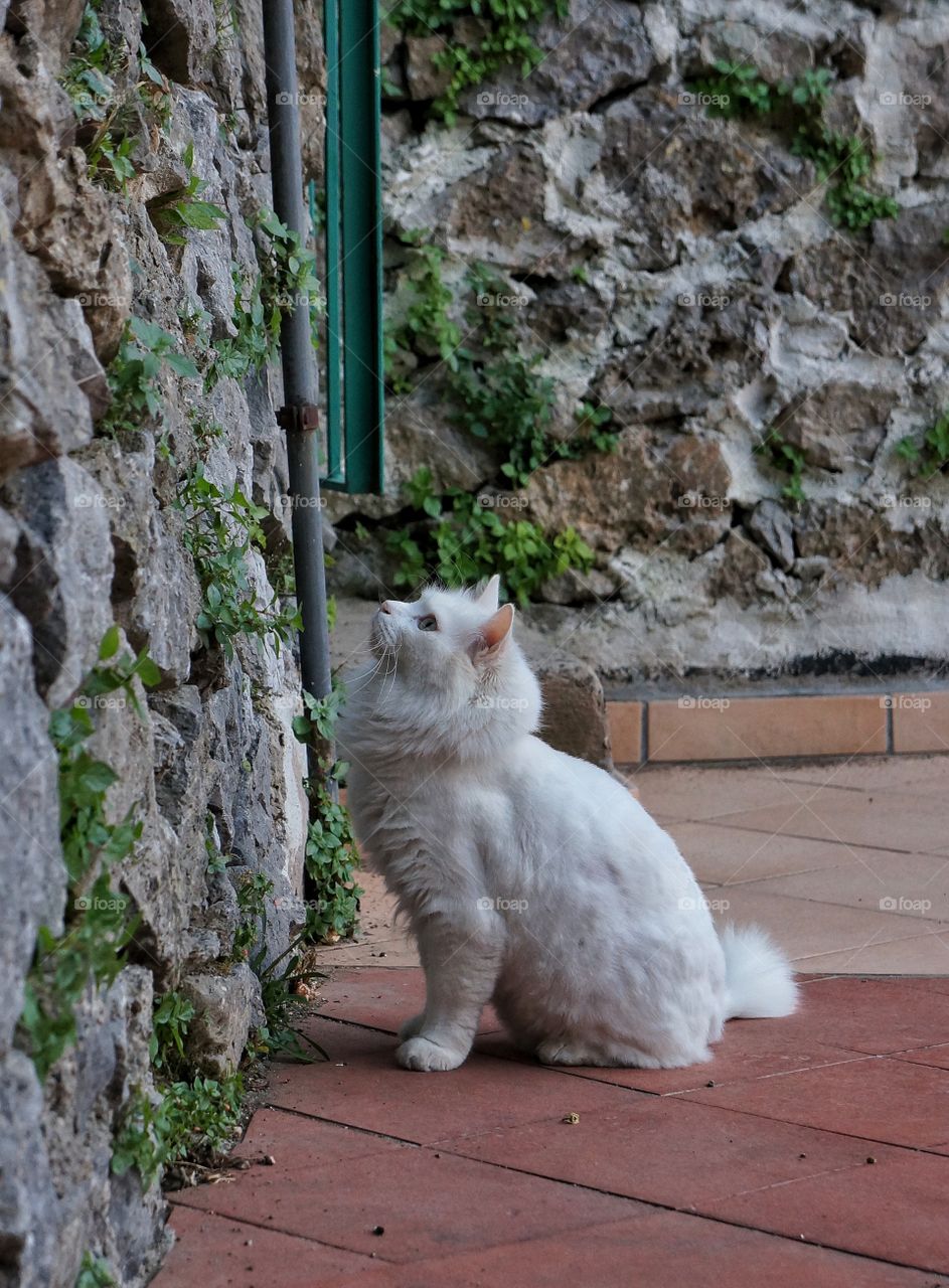 Italian cat Ravello