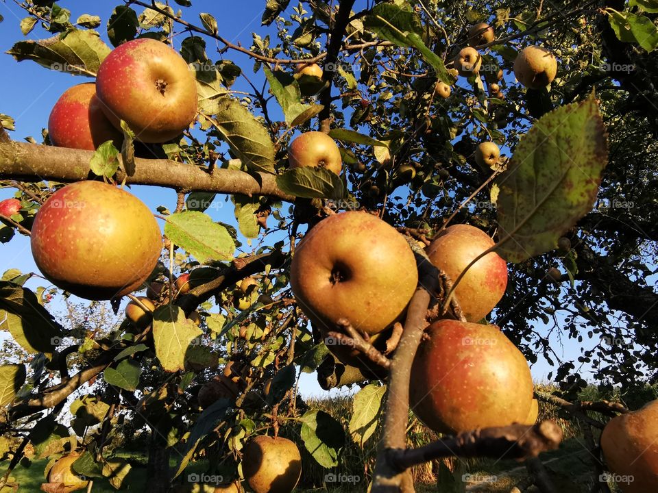 Branch full of apples
