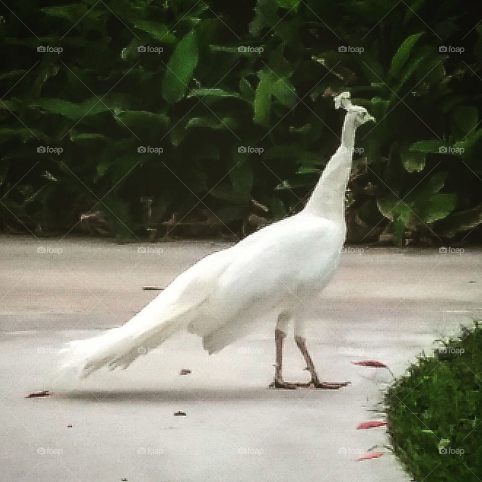 White Peacock