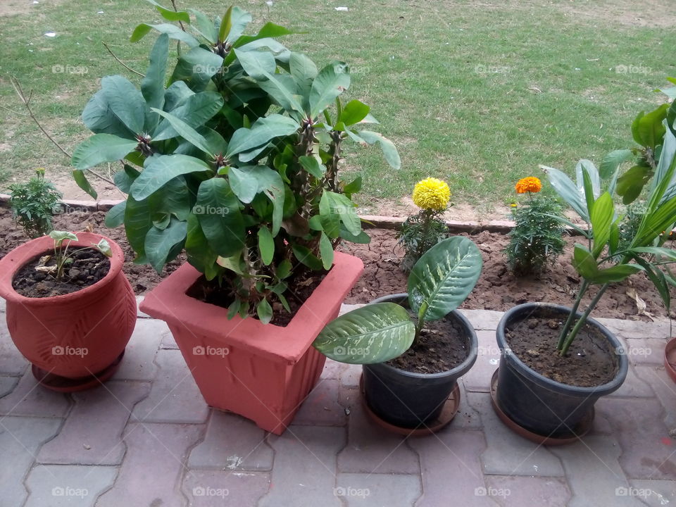 pot