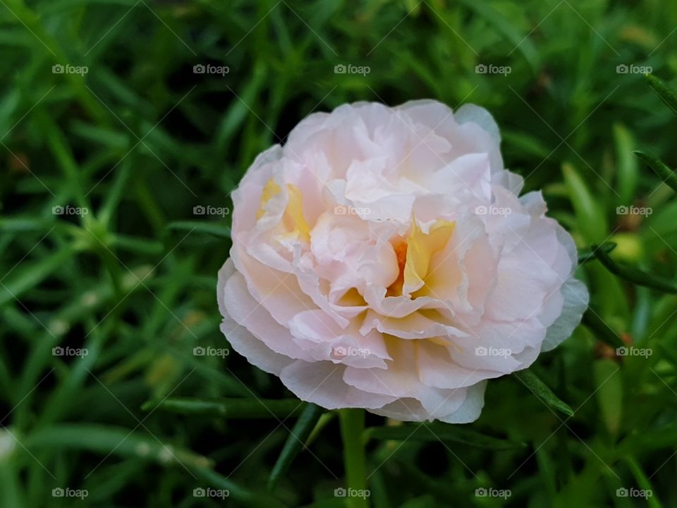 the Portulaca Grandiflora