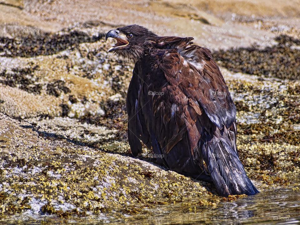 Young Eagle lost prey and had to swim ashore