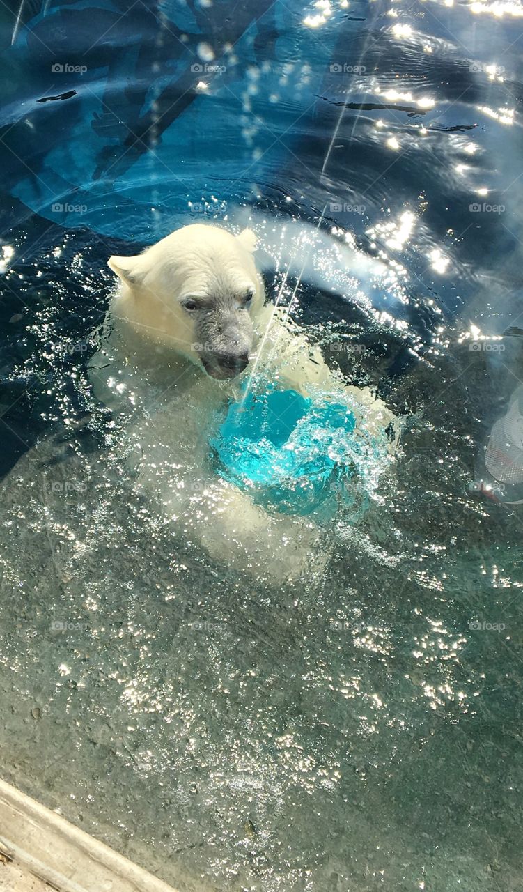 Polar bear swim 
