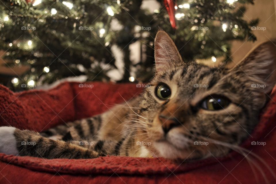 Christmas Kitty. Cat under the tree