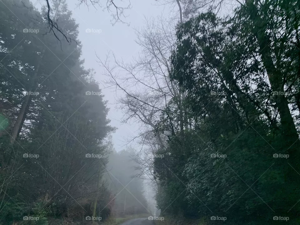 Fog