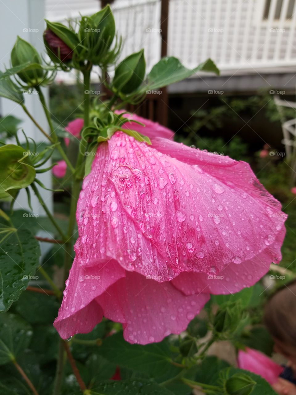 hibiscus after rain