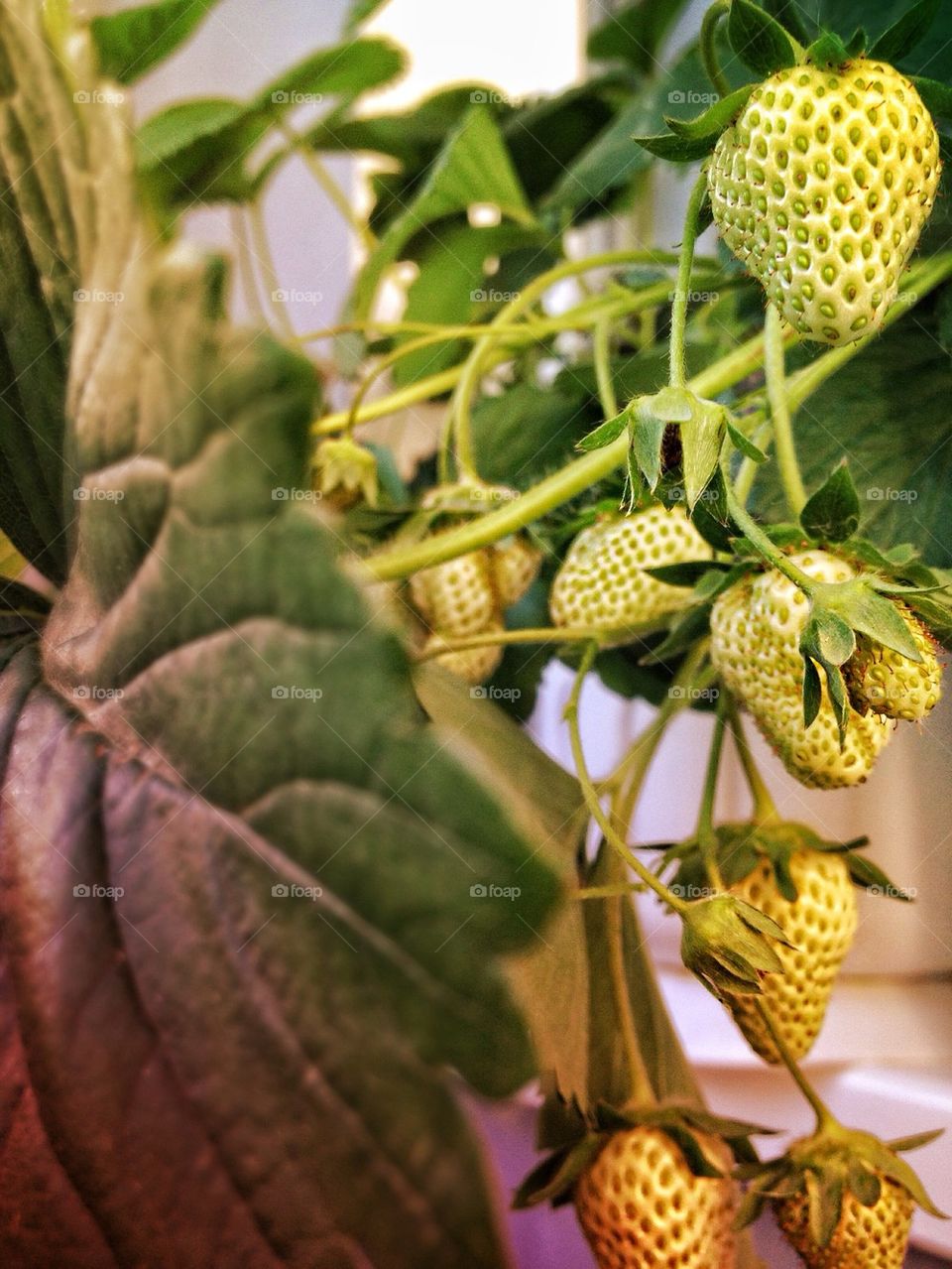 Strawberry Plants