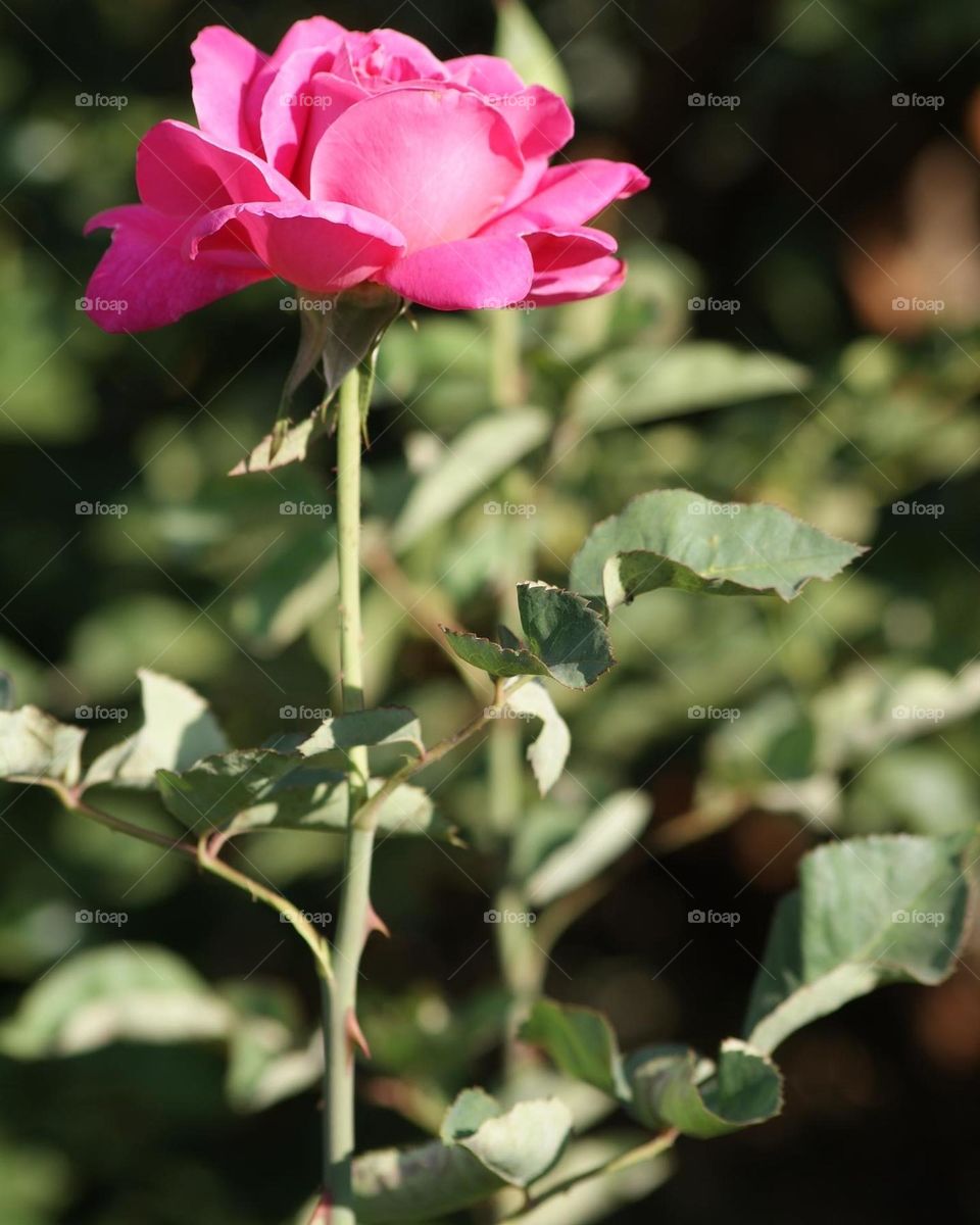 The perfect rose 