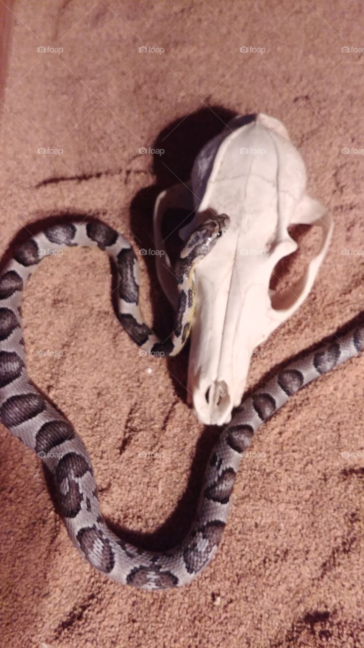 Silver corn snake with possum skull