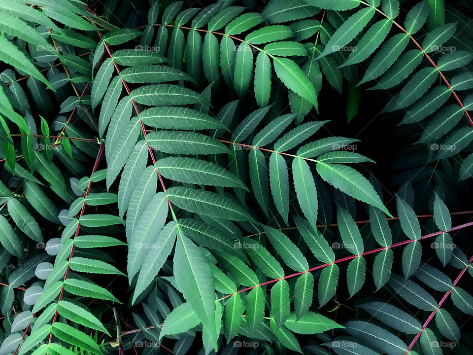 Green tropical leaves 