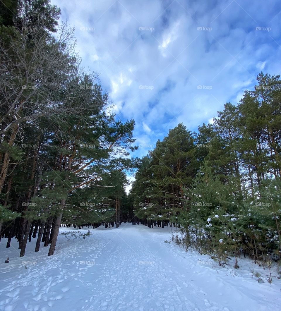 Nature trail on a beautiful winter day 