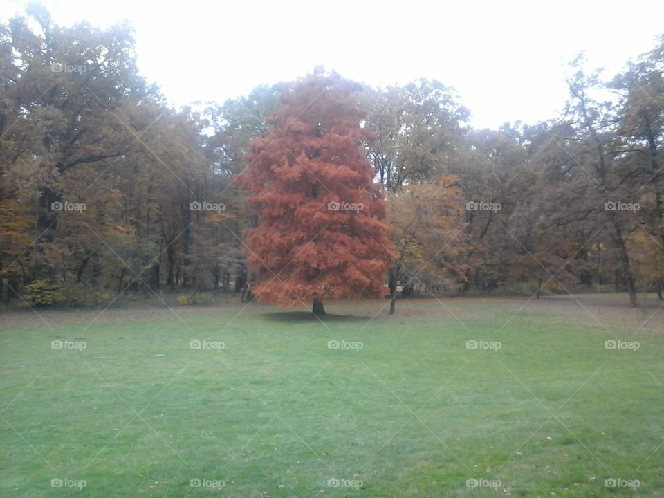 Red tree, park, Ma