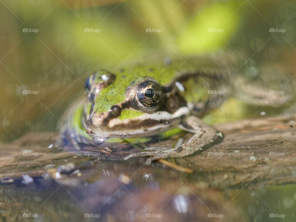 Pelophylax