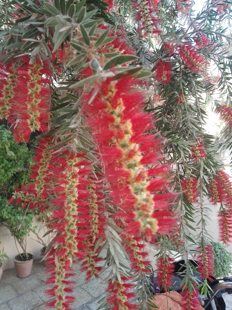 bottle brush flower pink colour looks very beautiful generally found everywhere fresh seasonal