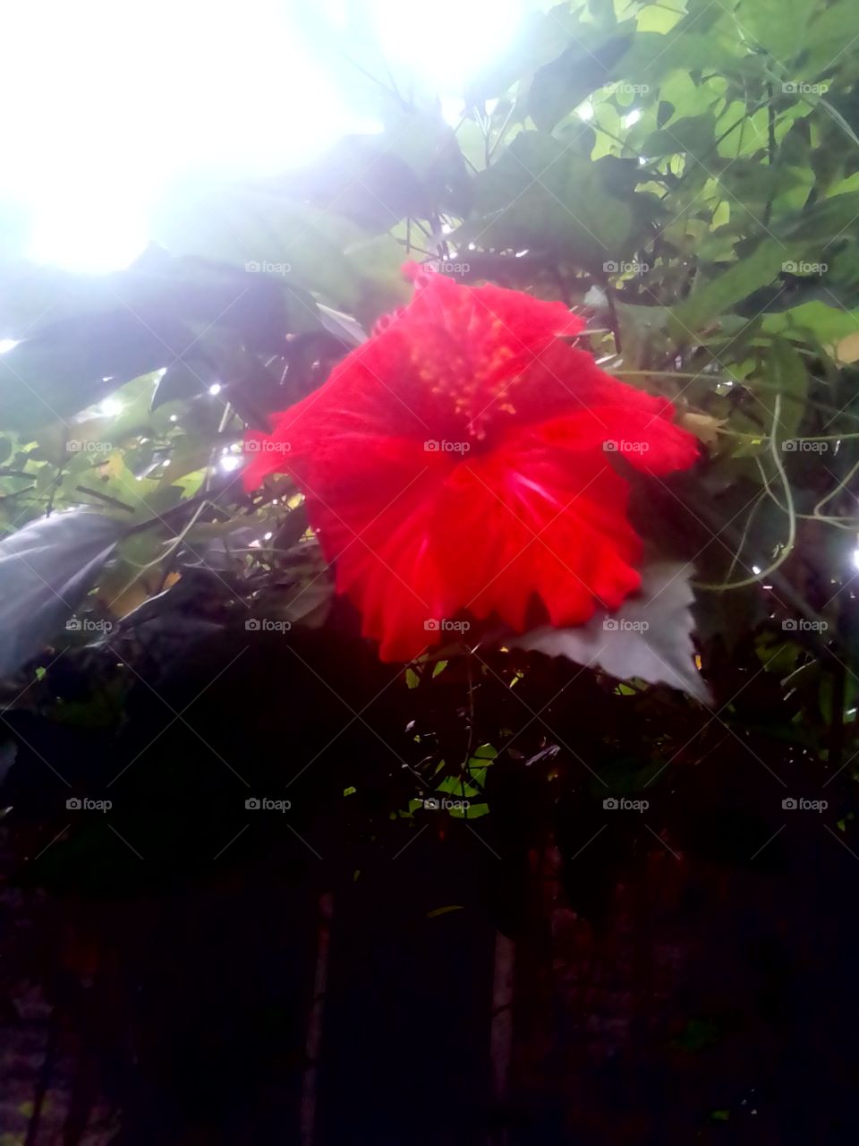 Sunlight through red colour hibiscus flower
