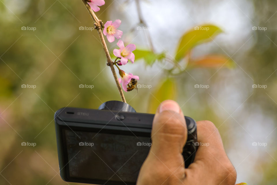 Photographer taking picture of flowers and bee