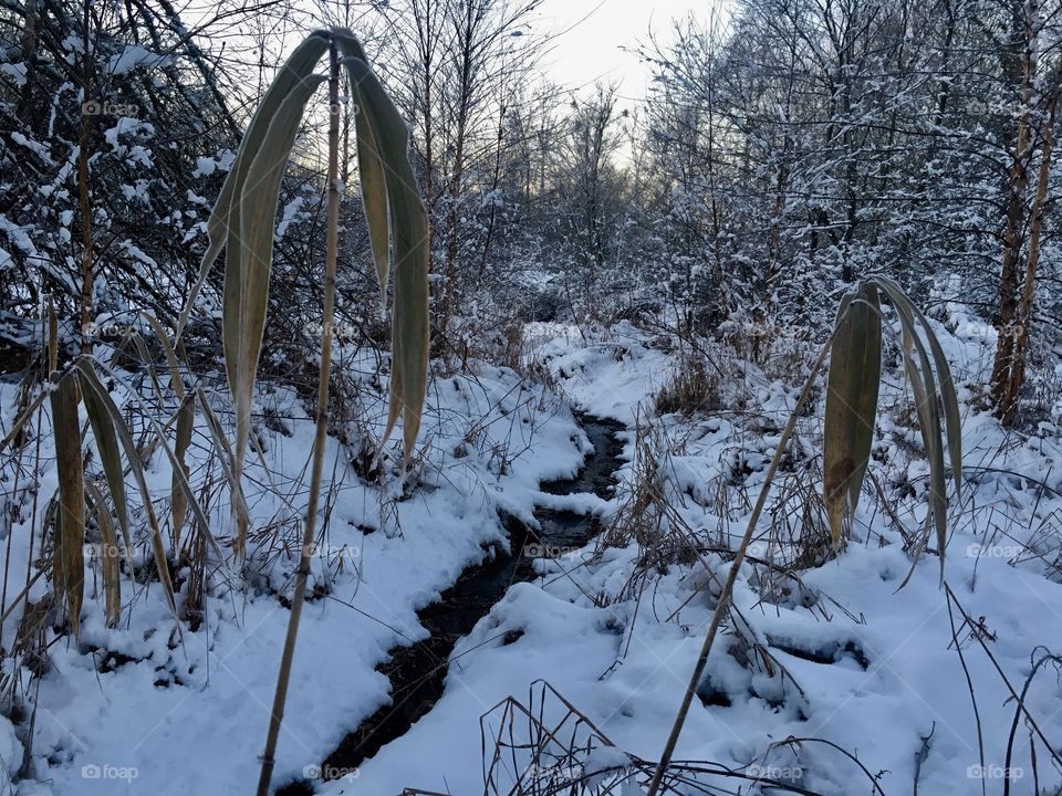 Wilted cane leaves in a winter wonderland in the forest 
