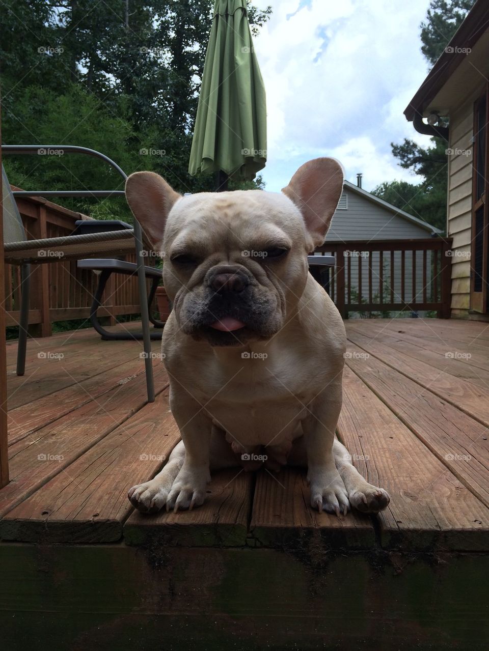 Bella the Frenchie
