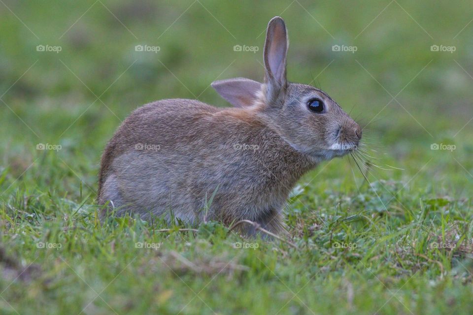 Cute bunny in a park