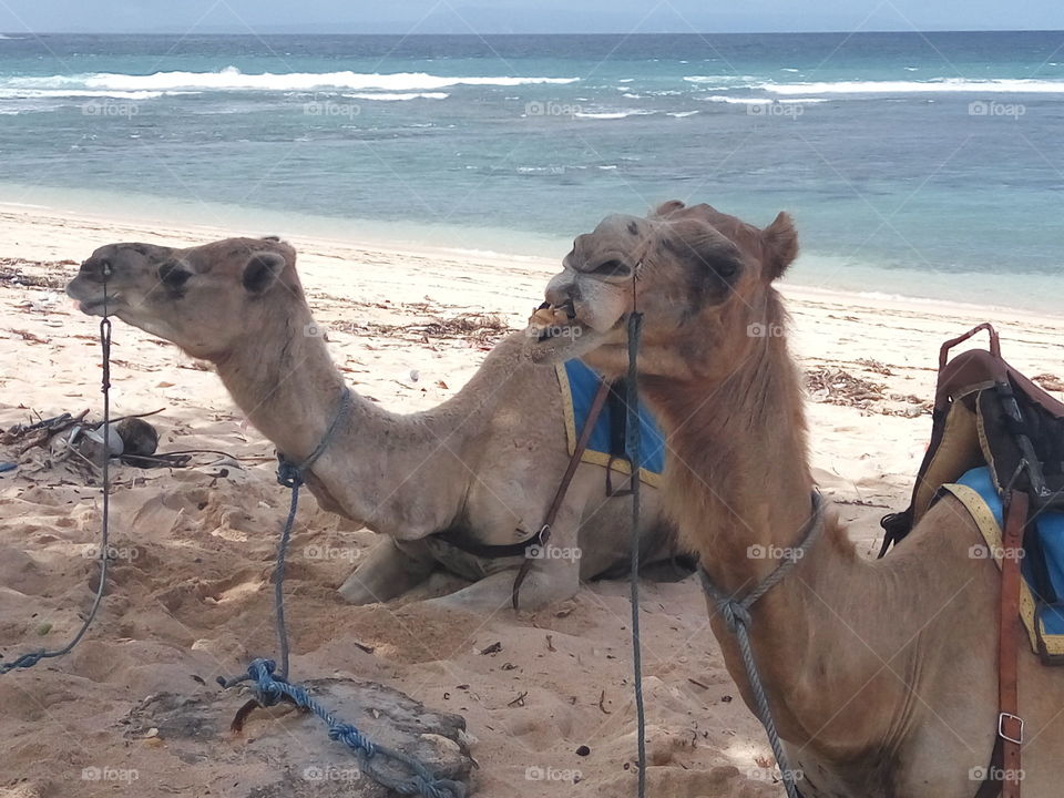 The Camels at Nikko Beach Bali, Indonesia