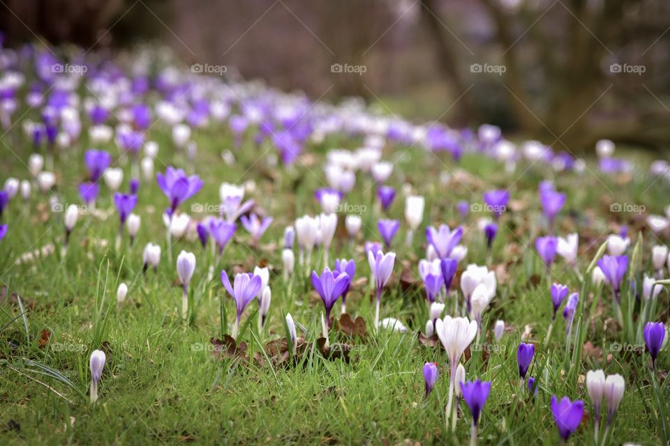 Crocus field