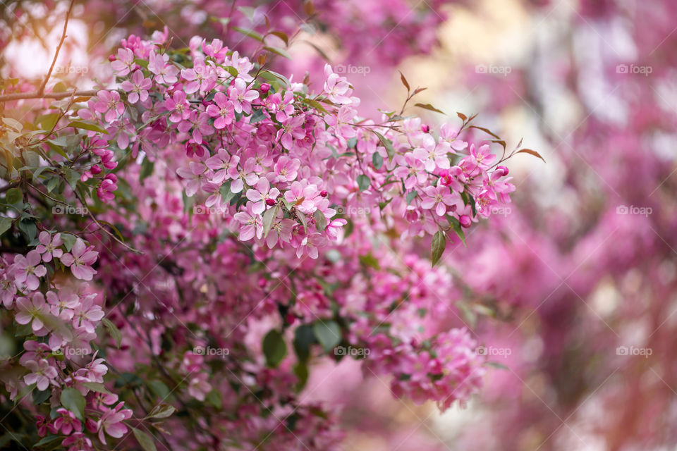 Crabapple blossom branch at sunny day