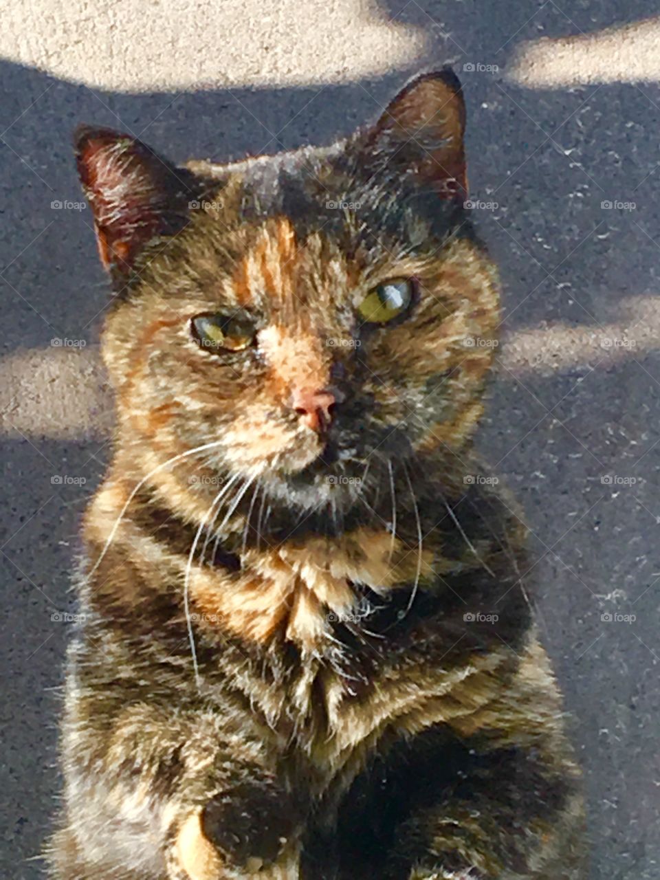 Close up calico cat face 