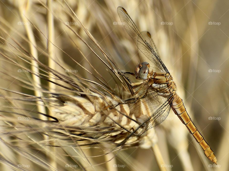 Dragonfly sitting on wheat plant 