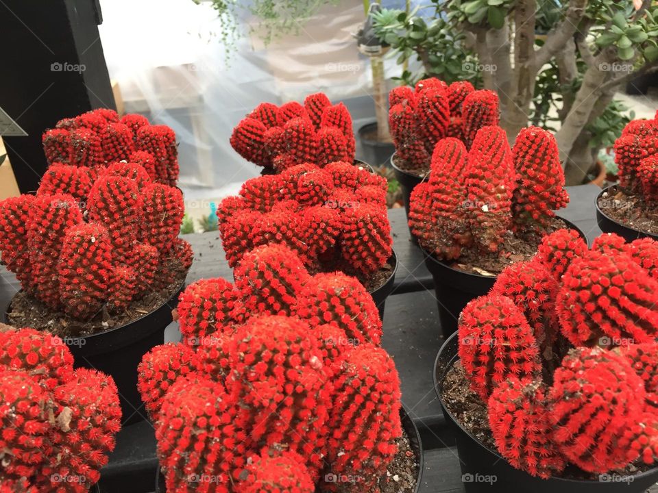 Red cacti 