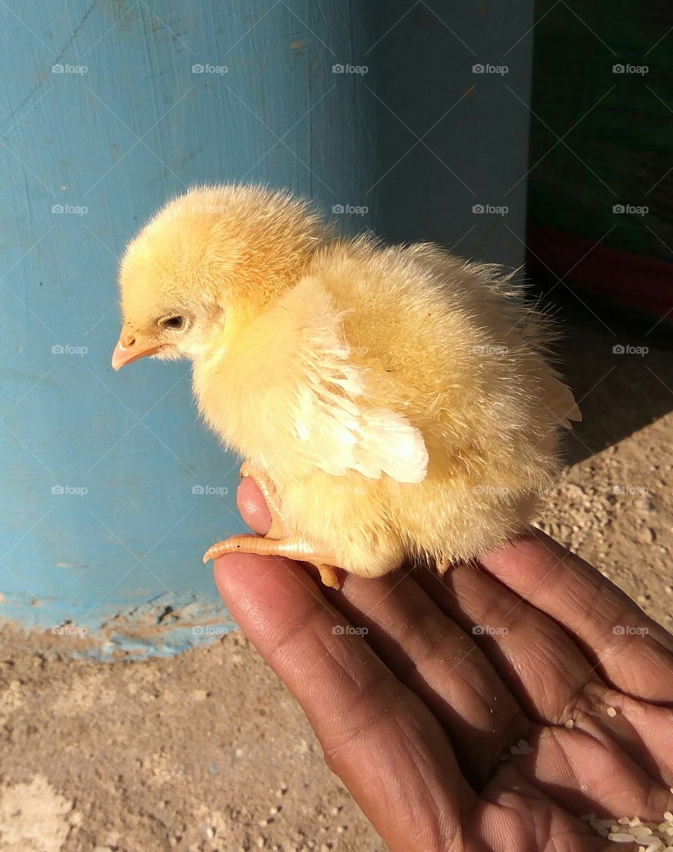 Person's hand holding chick