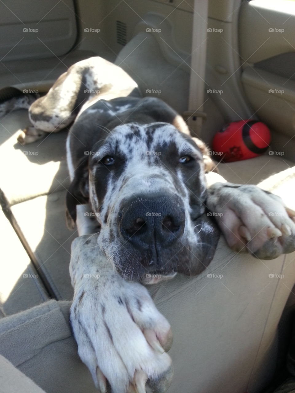 tired great Dane asleep in the car