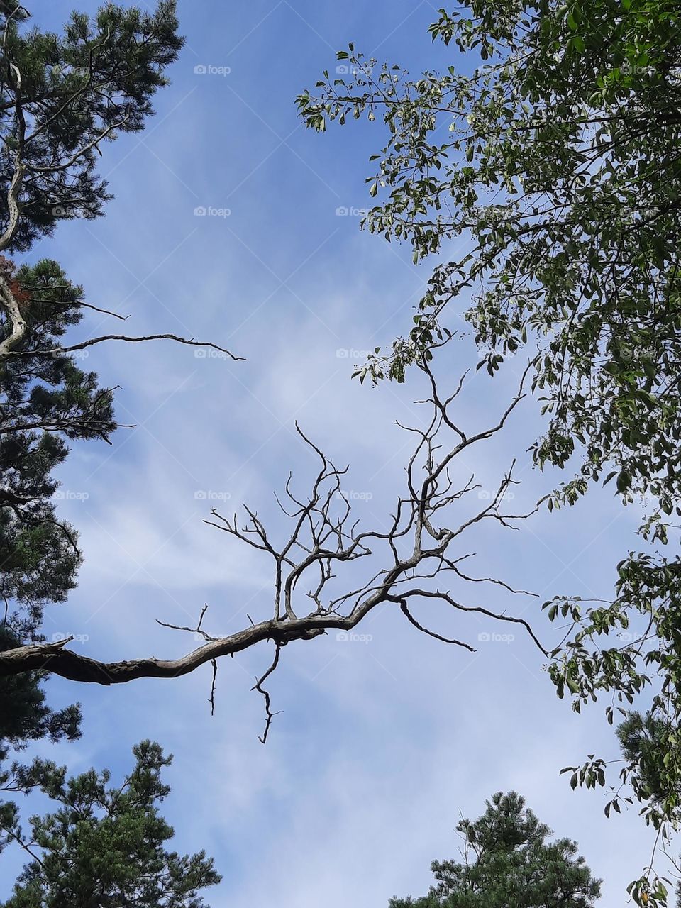 sky with trees silhouettes in countryside