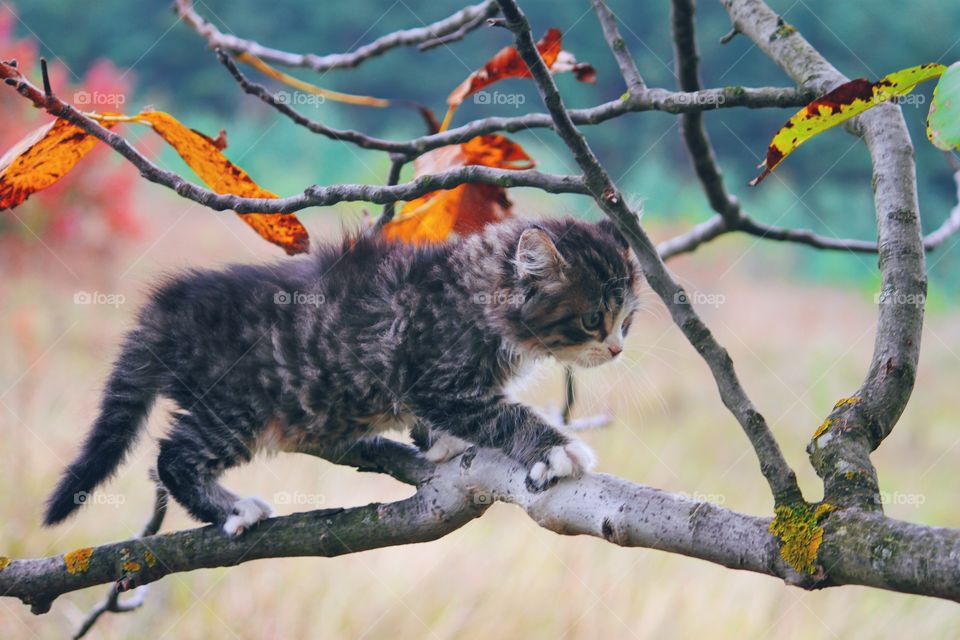 Cat on tree