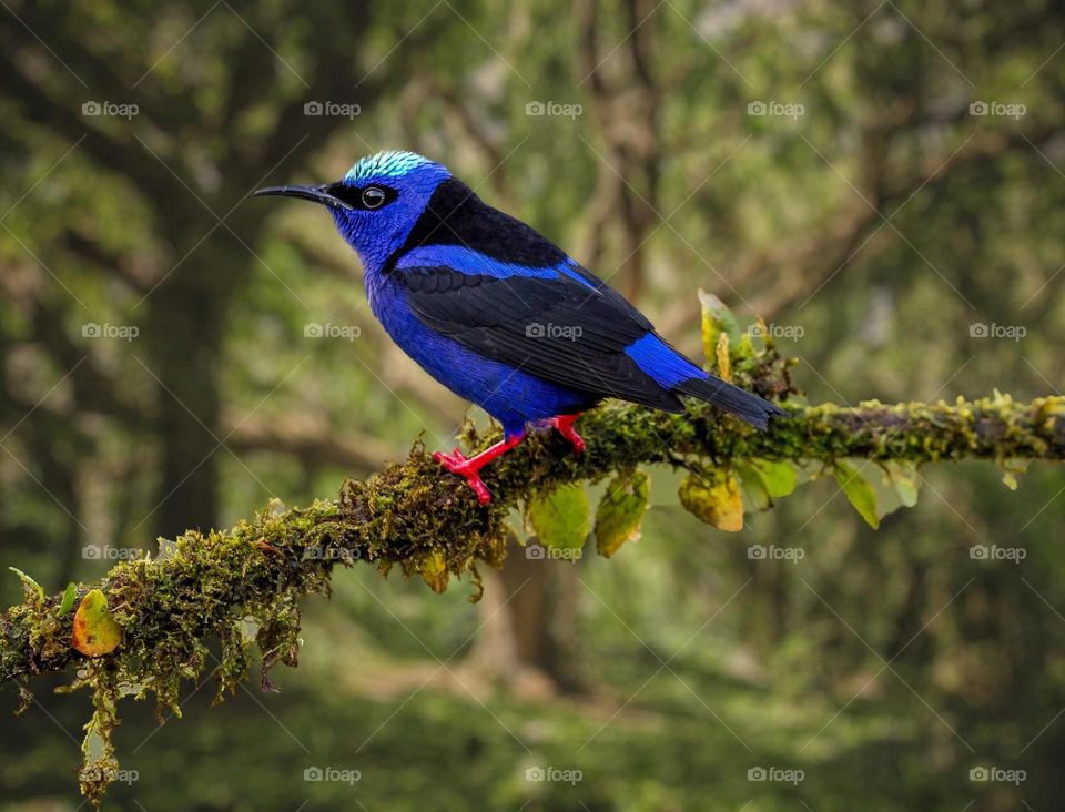 Beautiful and cute bird