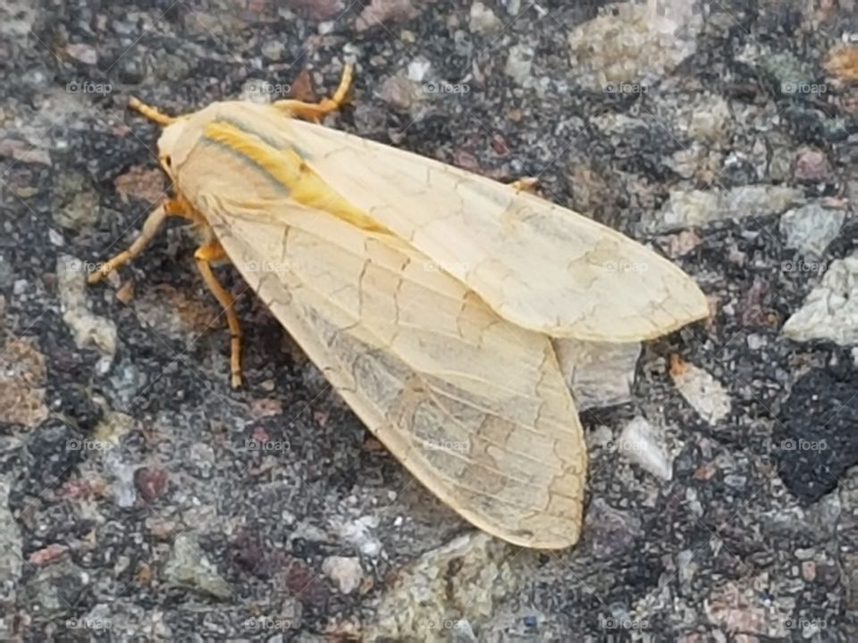 beige striped moth