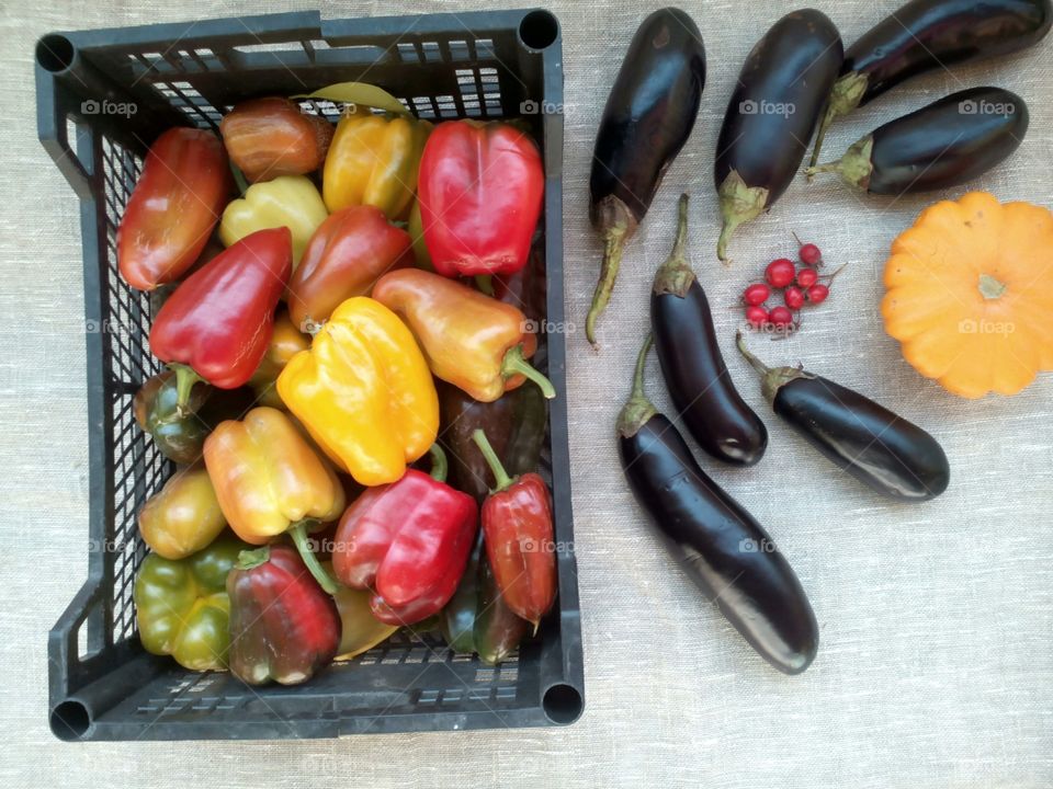 peppers harvest